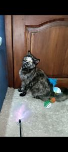 Шотландська прямовуха дівчинка. Черепахове забарвлення