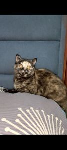 Шотландська прямовуха дівчинка. Черепахове забарвлення