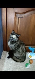 Шотландська прямовуха дівчинка. Черепахове забарвлення