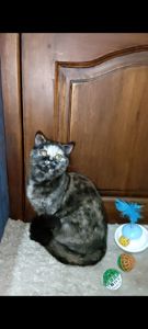 Шотландська прямовуха дівчинка. Черепахове забарвлення