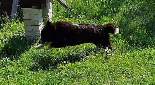 🐾 Шукаємо будинок для гарного пса