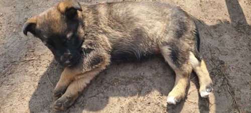 Німецька вівчарка з хаскі мікс