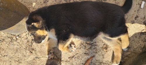 Німецька вівчарка з хаскі мікс