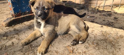 Німецька вівчарка з хаскі мікс