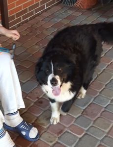 🐾 Шукаємо будинок для гарного пса