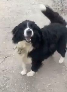 🐾 Шукаємо будинок для гарного пса