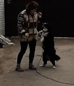 🐾 Шукаємо будинок для гарного пса