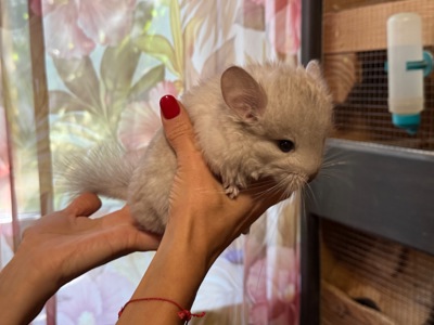 Шиншила королівська ангора