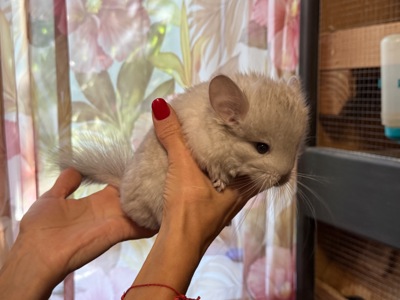 Шиншила королівська ангора