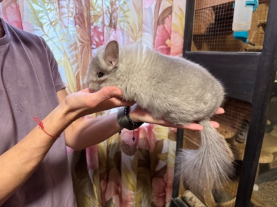 Шиншила королівська ангора