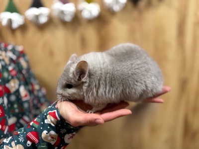 Шиншила королівська ангора