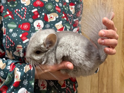 Шиншила королівська ангора