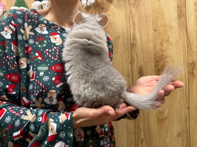 Шиншила королівська ангора