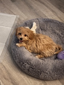 Продамо цуценя мальтипу, мила дівчинка шукає родину🐾