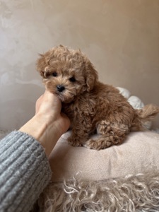 Люкс дівчинка мальтипу