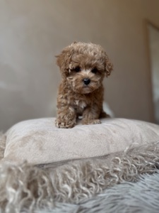 Люкс дівчинка мальтипу