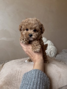 Люкс дівчинка мальтипу