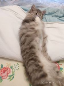 Кошенята дівчата - ласкові красунечкі