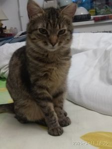 Кошенята дівчата - ласкові красунечкі