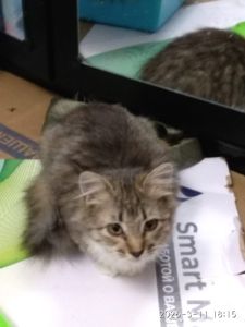 Кошенята дівчата - ласкові красунечкі