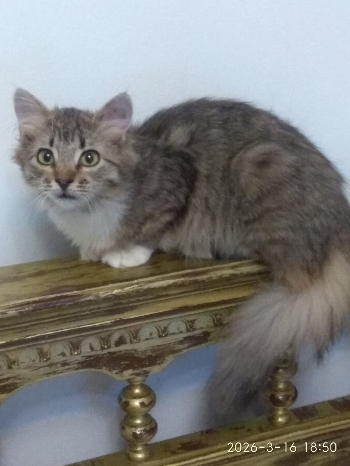 Кошенята дівчата - ласкові красунечкі