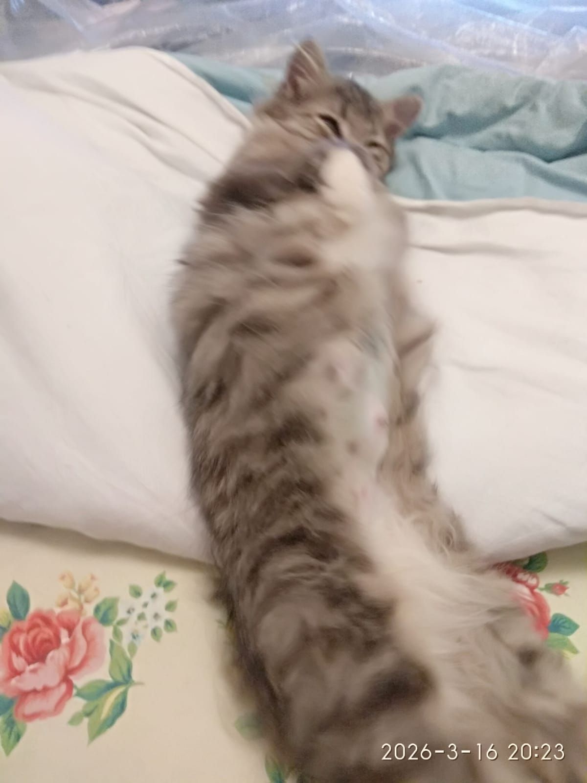 Кошенята дівчата - ласкові красунечкі