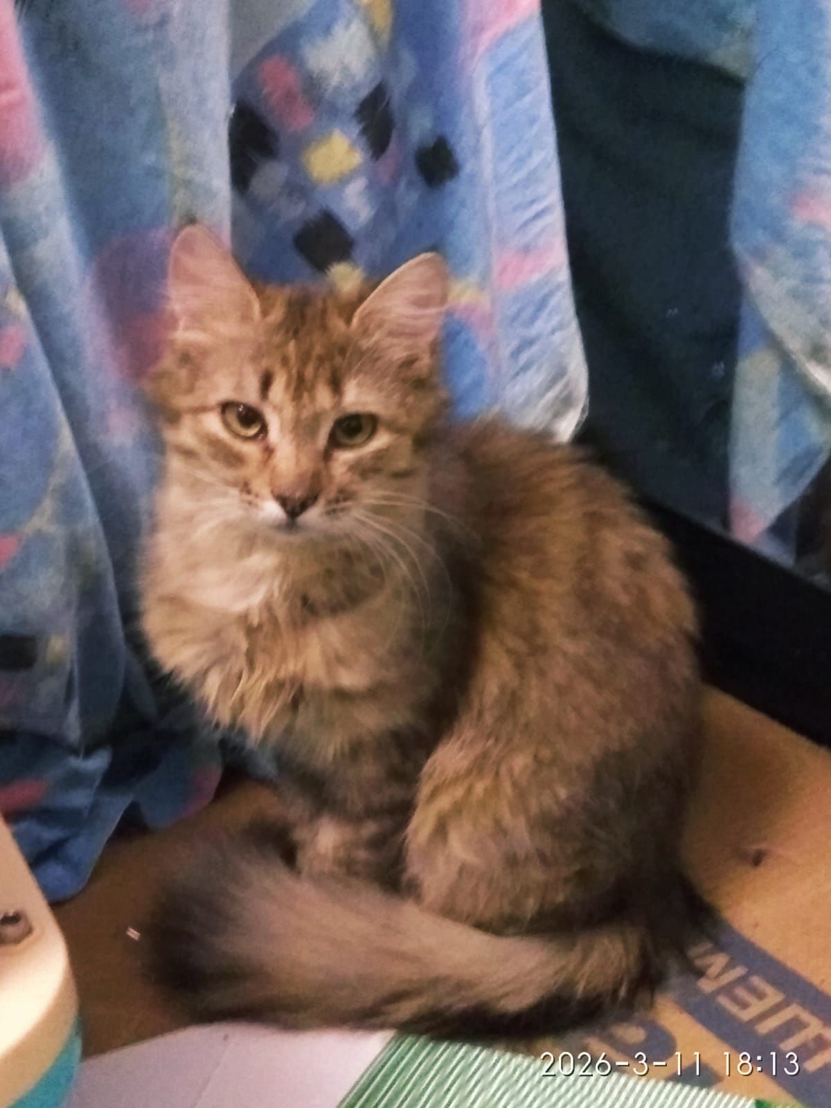 Кошенята дівчата - ласкові красунечкі