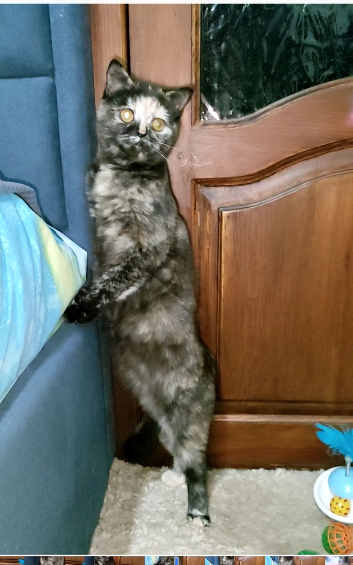 Шотландська прямовуха дівчинка. Черепахове забарвлення