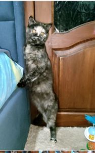 Шотландська прямовуха дівчинка. Черепахове забарвлення