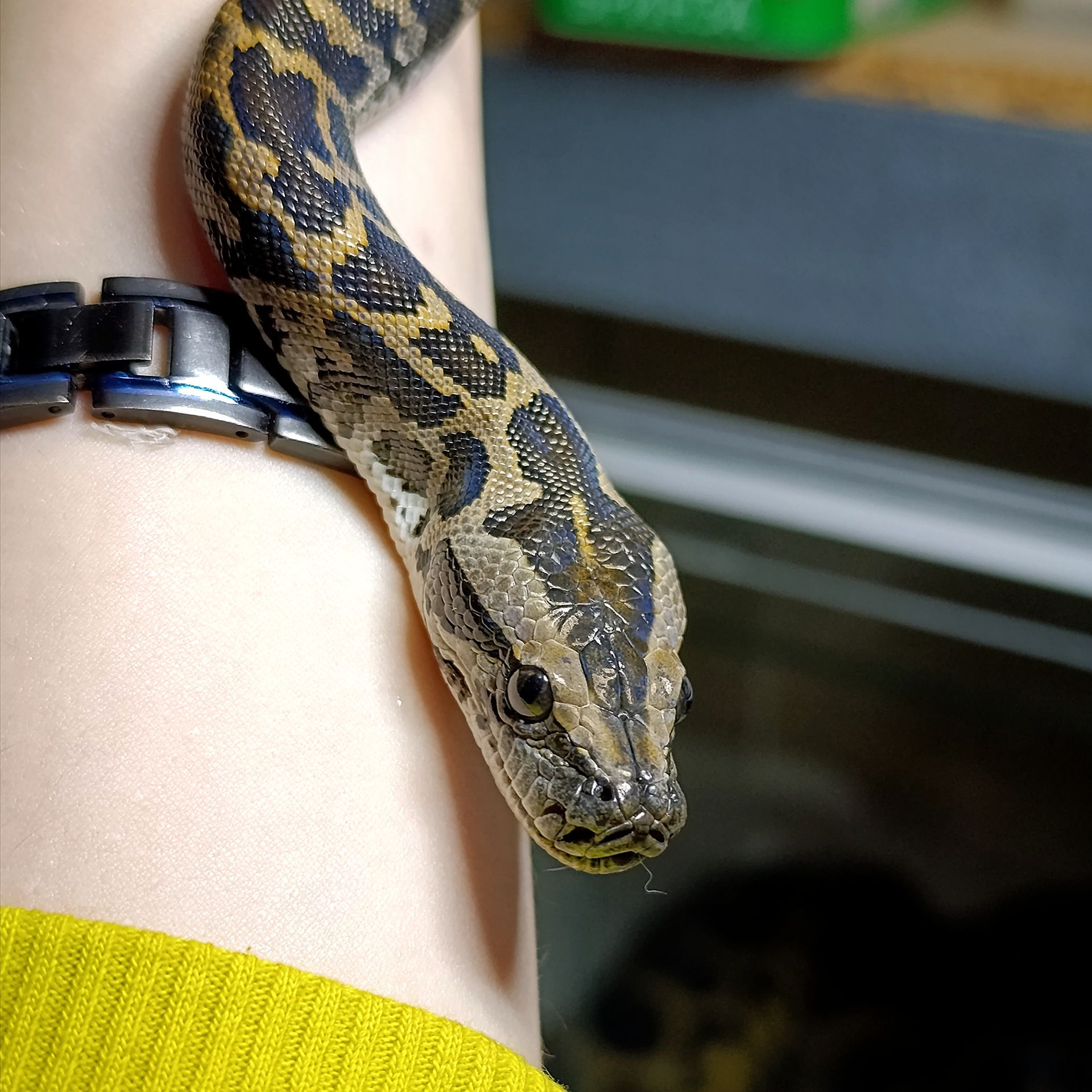 Тигровий пітон