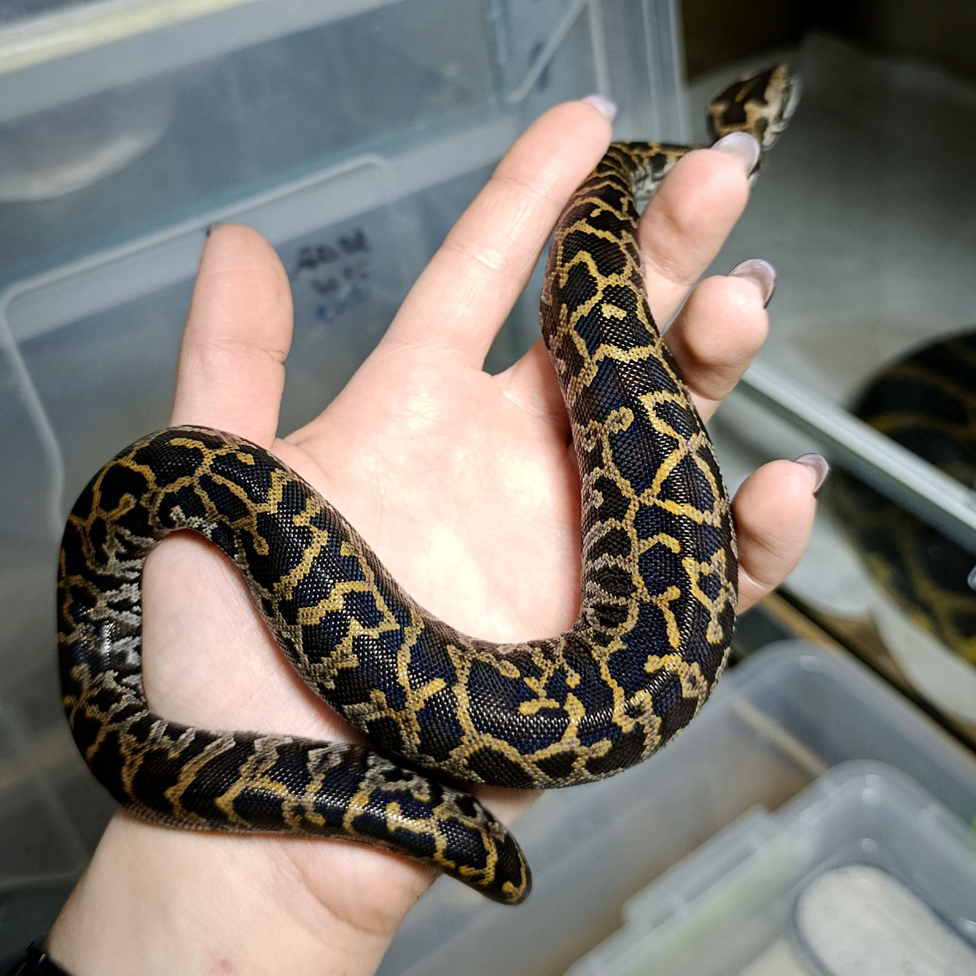 Тигровий пітон