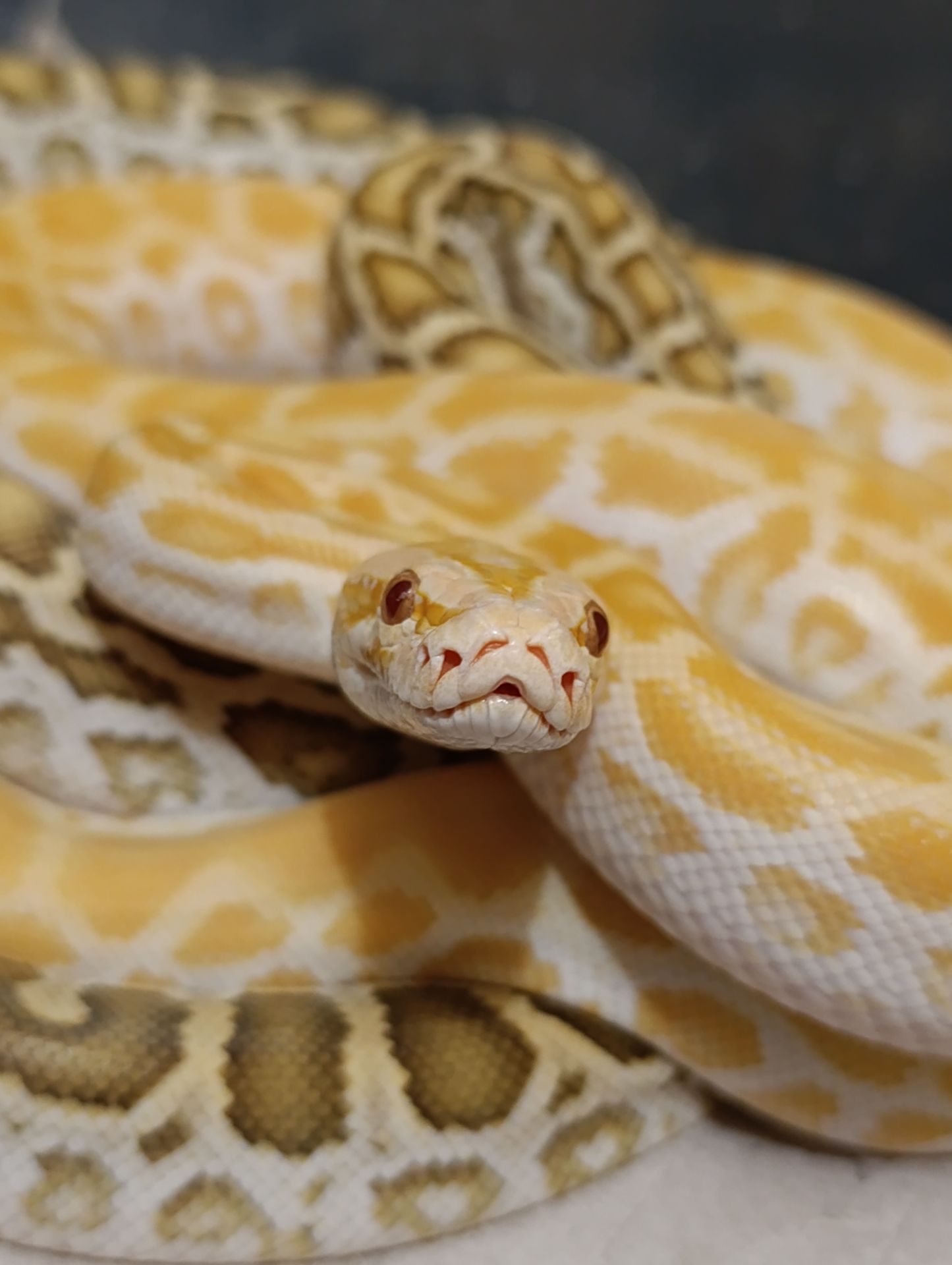 Тигровий пітон