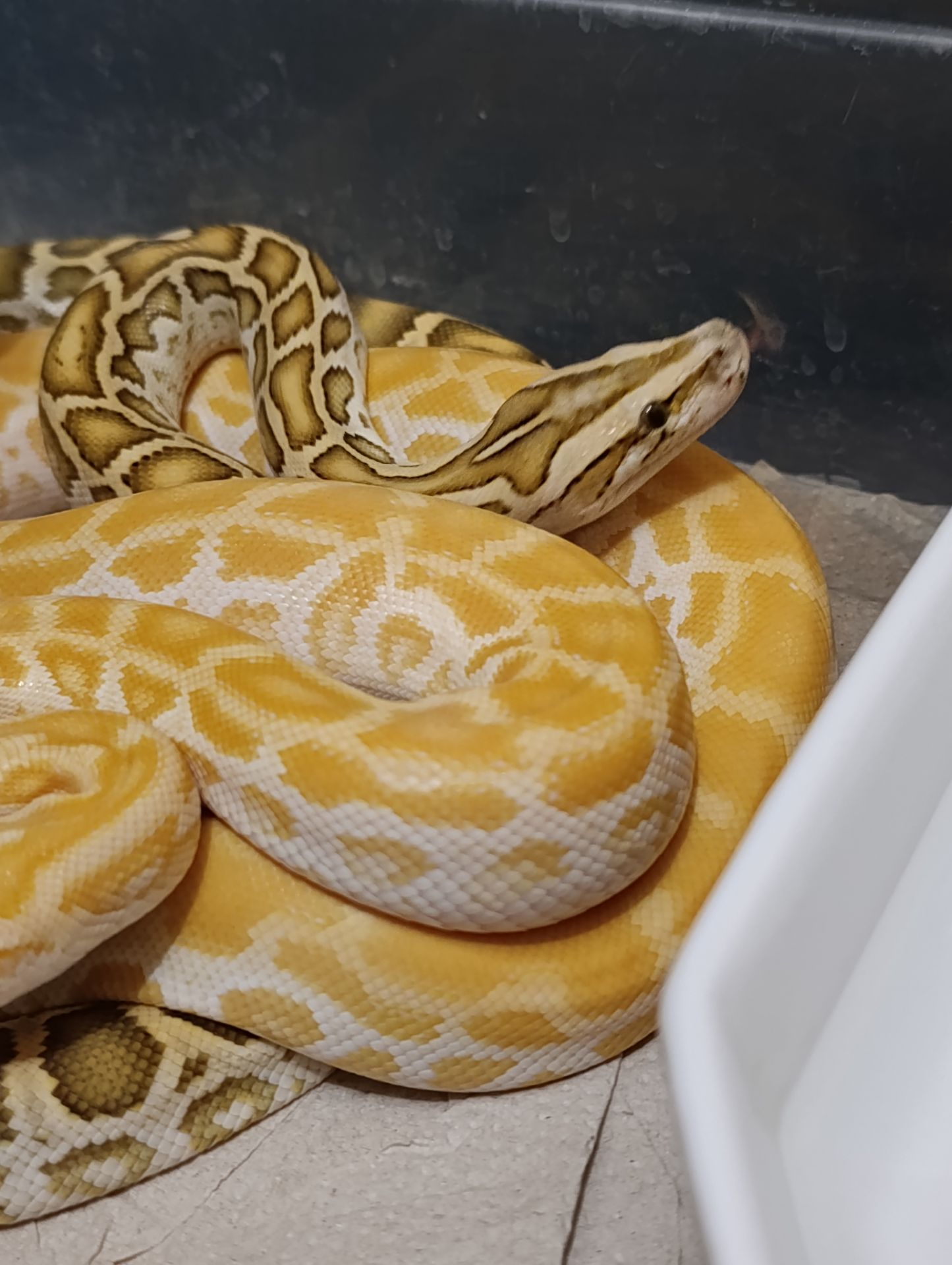 Тигровий пітон