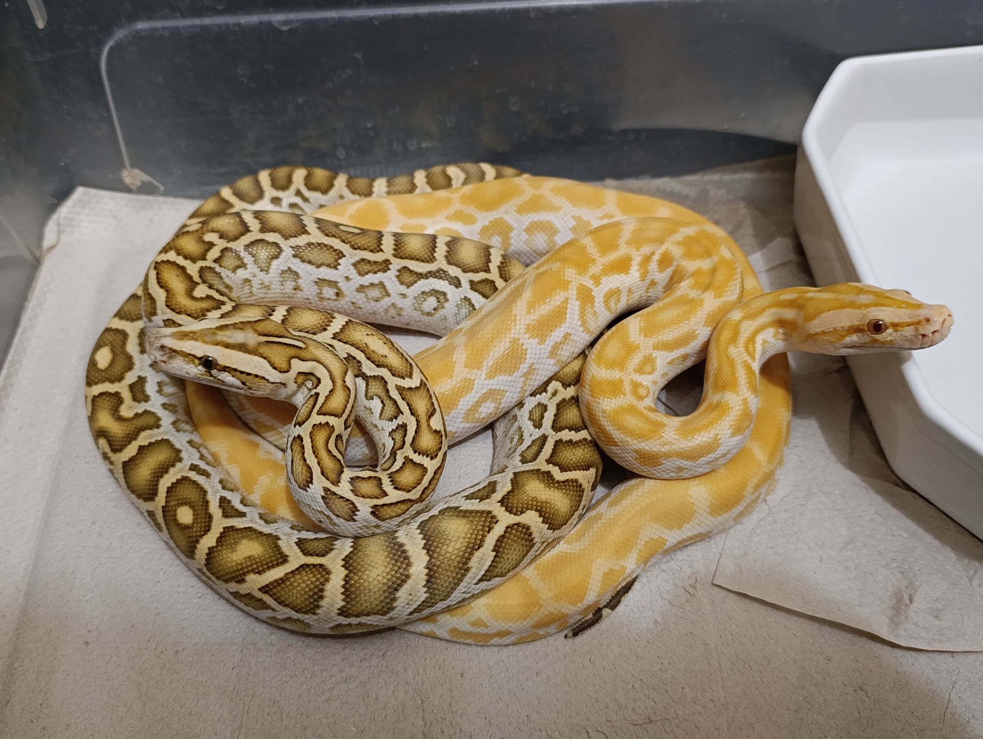 Тигровий пітон