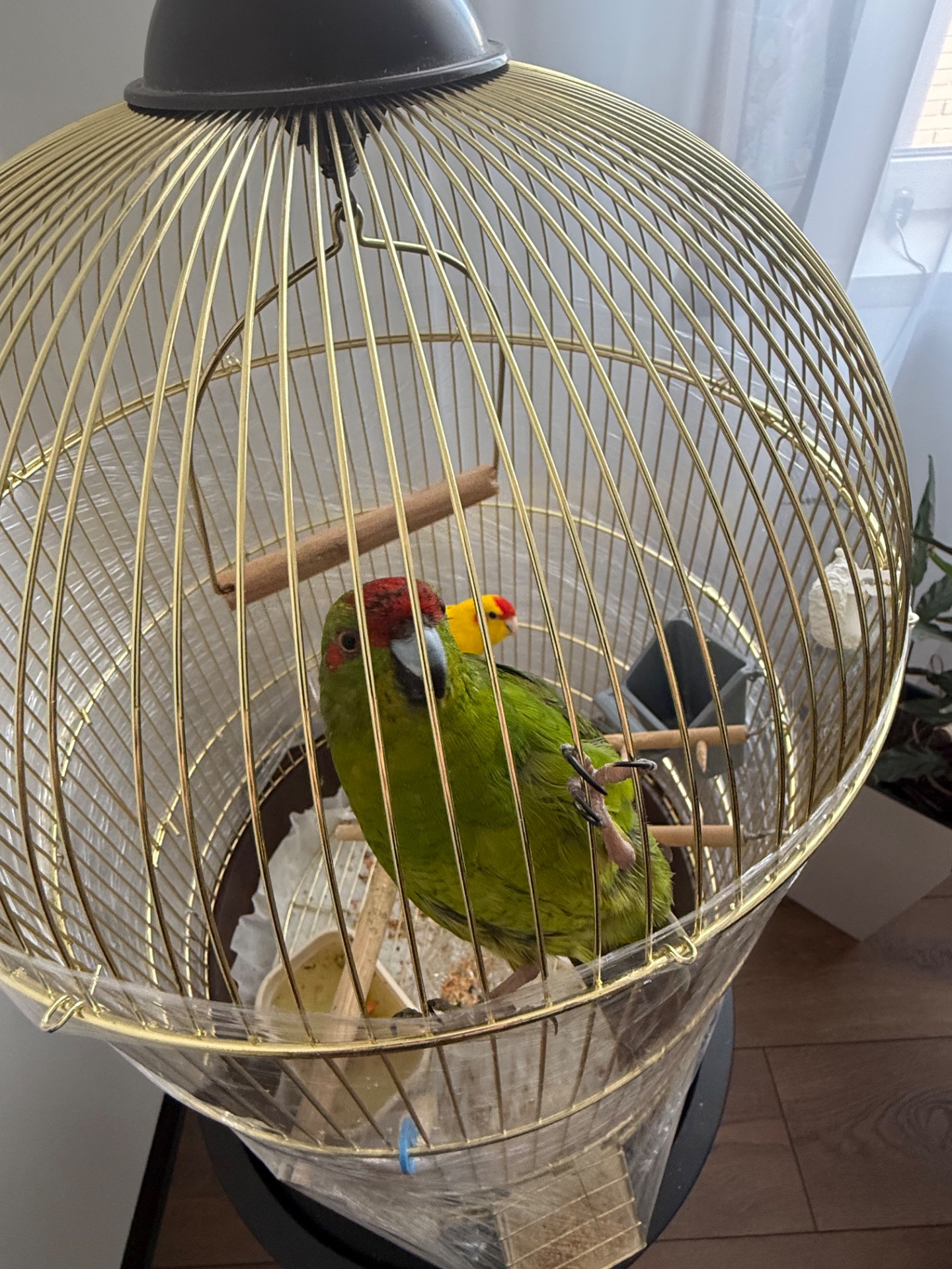 Какарик самка зелена самець жовтий