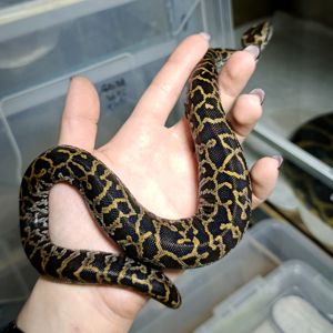 Тигровий пітон