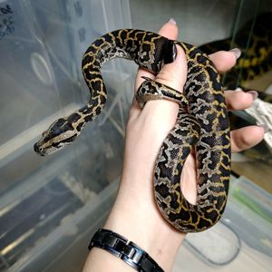 Тигровий пітон