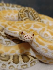 Тигровий пітон