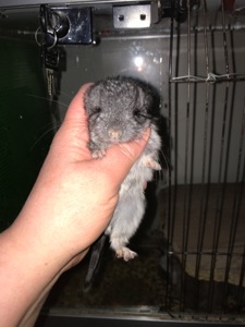 Хлопчик шиншила стандарт носій чорного перла, фіолету, сапфіру, ангори та дойча