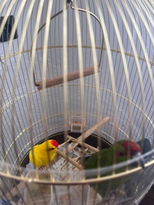 Какарик самка зелена самець жовтий