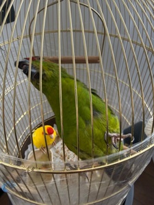 Какарик самка зелена самець жовтий