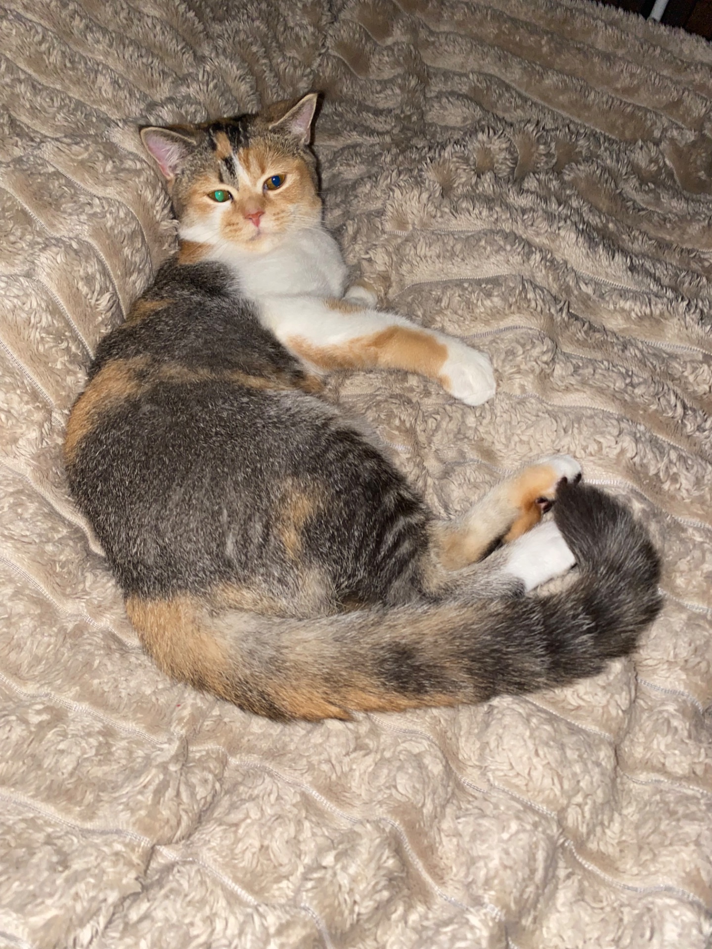 Віддам кішечку в добрі руки