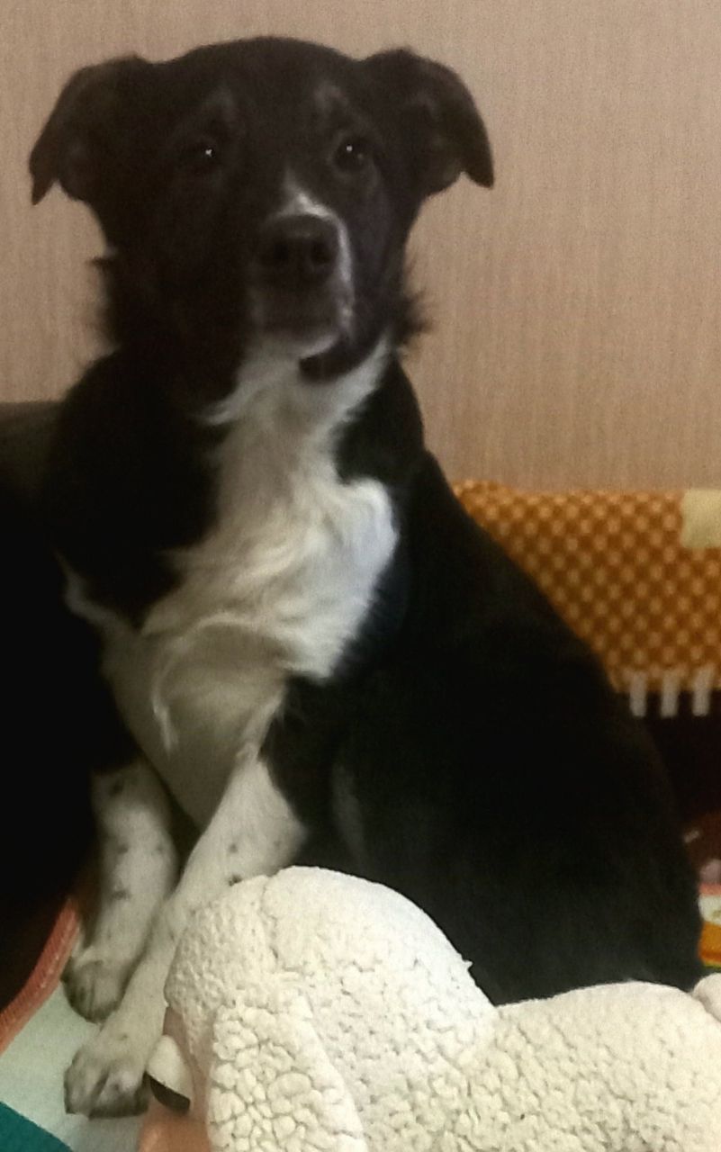 🐾&nbsp;Шукає дім маленьке щастя&nbsp;🐾