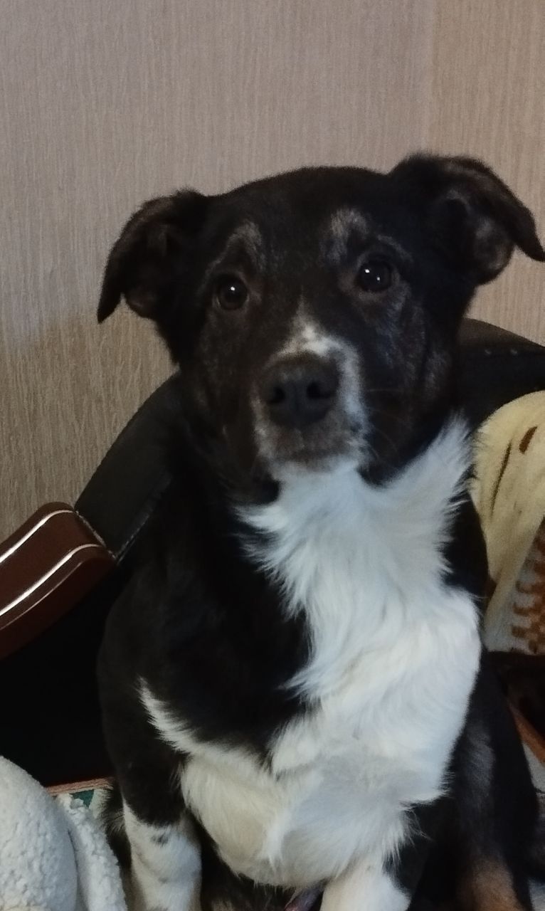 🐾&nbsp;Шукає дім маленьке щастя&nbsp;🐾