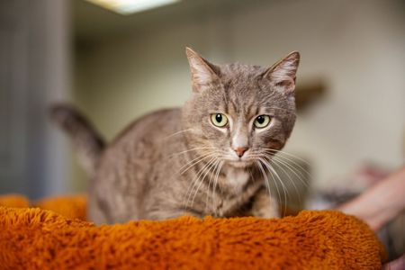 Котик Лютик