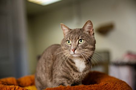 Котик Лютик