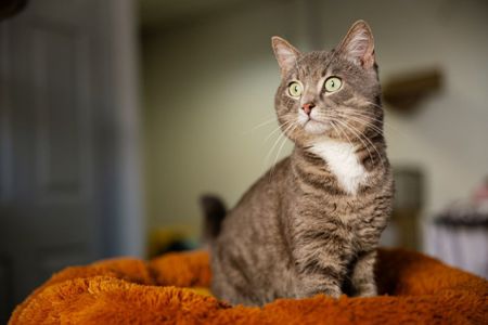 Котик Лютик