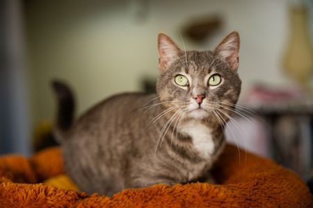 Котик Лютик