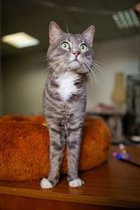 Котик Лютик