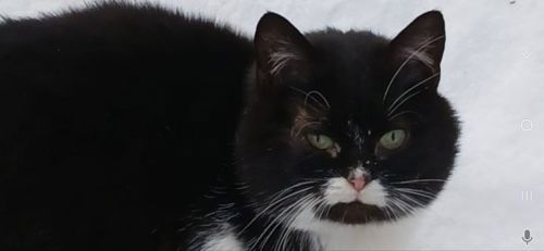 Кішка Німфа